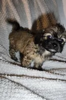 Yorkie like F fluffy, a female Yorkipoo and Shorkie for sale in Sacramento, CA – 1 of 1