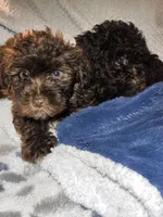 Fluffy F yorkiepoo, a female Yorkipoo for sale in Sacramento, CA – 2 of 2