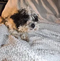 Fluffy small F Oreo , a female Maltipoo and Yorkipoo for sale in Sacramento, CA – 2 of 2