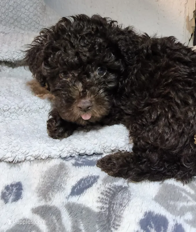 chocolate Fluffy M – Yorkipoo puppy for sale in Sacramento, CA