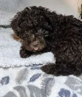 chocolate Fluffy M, a male Yorkipoo for sale in Sacramento, CA – 1 of 3