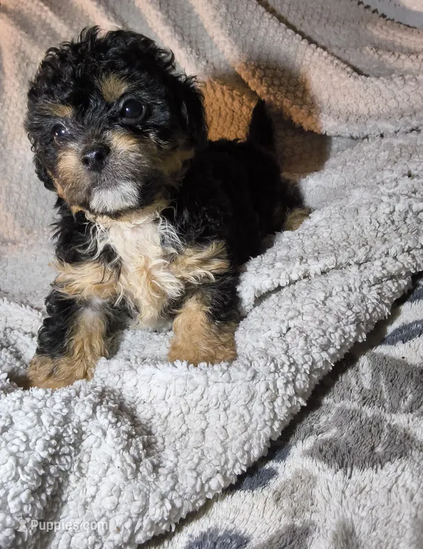 Yorkie like M small fluffy – Yorkipoo, Shorkie puppy for sale in Sacramento, CA
