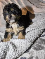 Yorkie like M small fluffy, a male Yorkipoo and Shorkie for sale in Sacramento, CA – 1 of 2