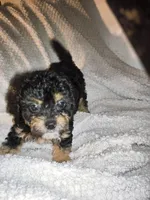 Yorkie like M small fluffy, a male Yorkipoo and Shorkie for sale in Sacramento, CA – 2 of 2