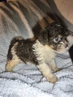 tiny F fluffy sweet baby, a female Yorkipoo and Shorkie for sale in Sacramento, CA – 1 of 2