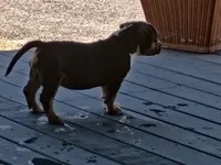 Sky, a female American Bully for sale in San Antonio, TX – 2 of 3