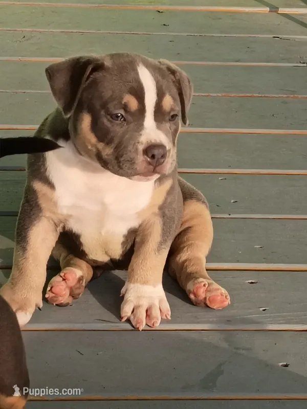 Sky – American Bully puppy for sale in San Antonio, TX