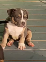 Sky, a female American Bully for sale in San Antonio, TX – 1 of 3