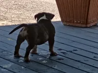 Sky, a female American Bully for sale in San Antonio, TX – 3 of 3