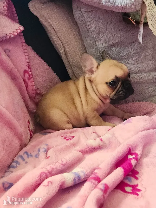 Bruno – French Bulldog puppy for sale in Live Oak, FL