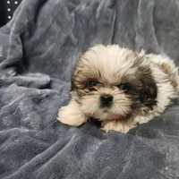 Maisy, a female Shih Tzu for sale in Live Oak, FL – Photo 1 of 2