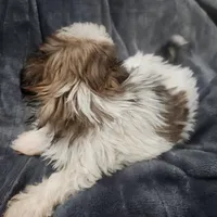 Maisy, a female Shih Tzu for sale in Live Oak, FL – Photo 2 of 2