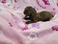 Peaches, a female Miniature Dachshund for sale in Live Oak, FL – 2 of 2