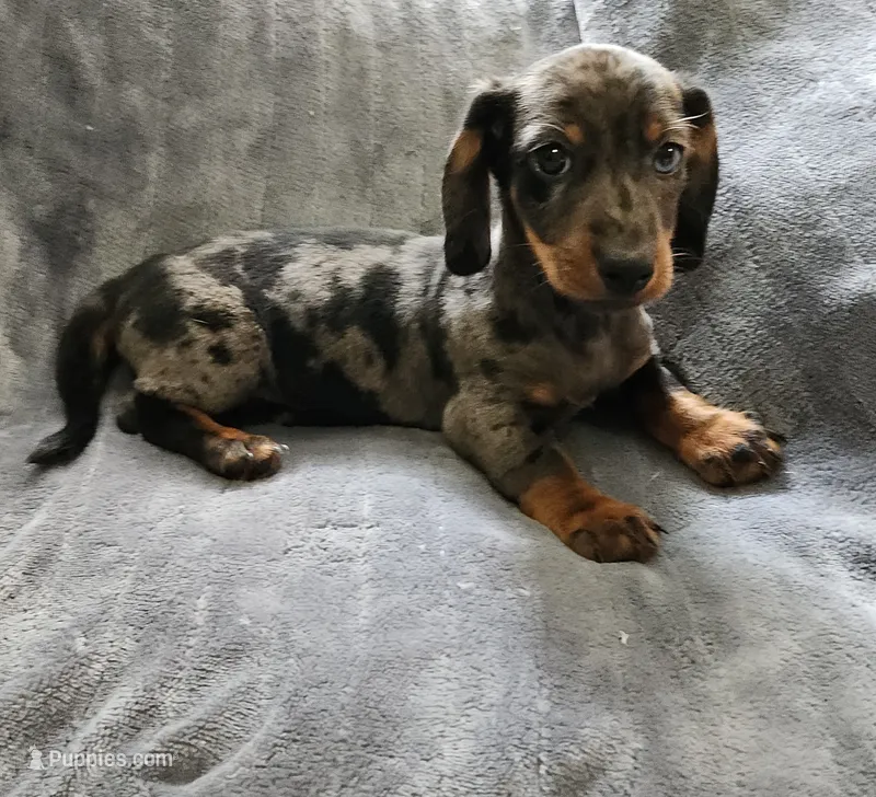 Blu – Dachshund puppy for sale in Live Oak, FL