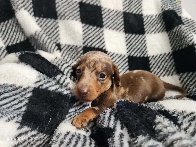 Cookie – Miniature Dachshund puppy for sale in Live Oak, FL