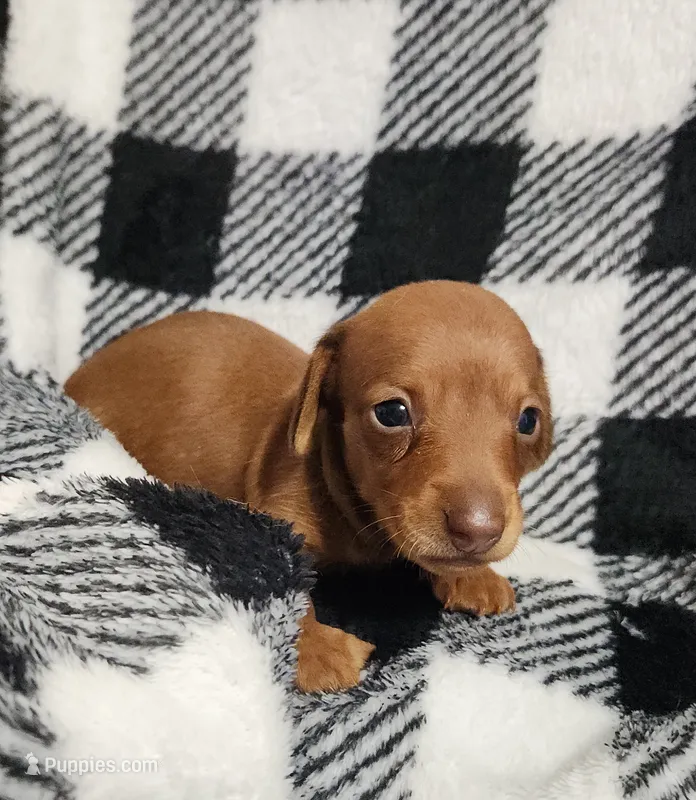 Dolly – Miniature Dachshund puppy for sale in Live Oak, FL