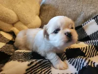Cloud, a male Shih Tzu for sale in Live Oak, FL – 1 of 1