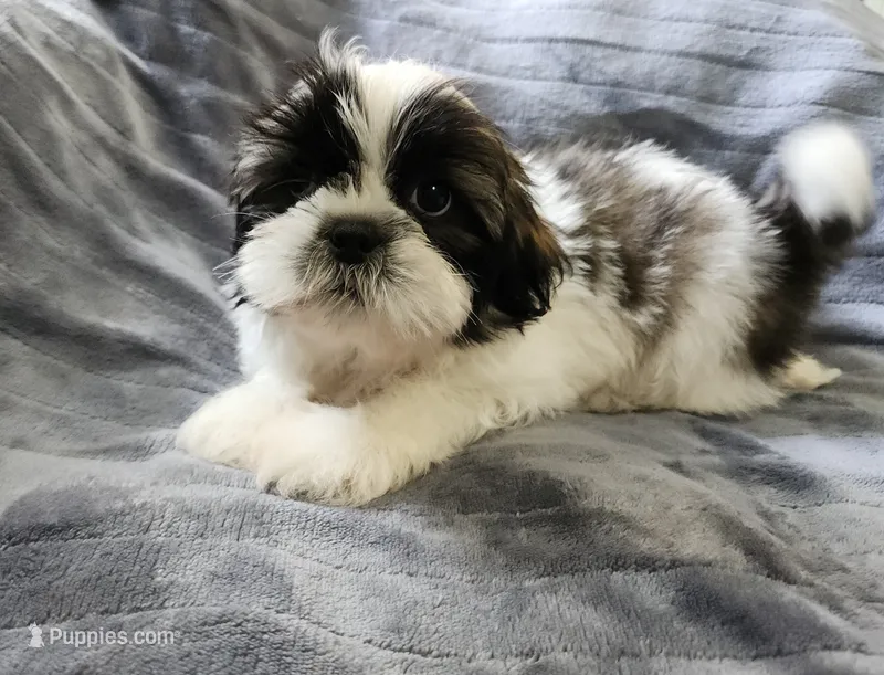 Cooper – Shih Tzu puppy for sale in Live Oak, FL