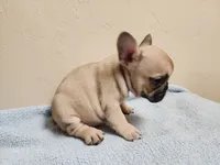 Bruno, a male French Bulldog for sale in Live Oak, FL – 2 of 2