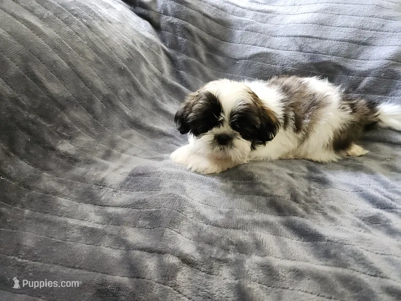 Cooper – Shih Tzu puppy for sale in Live Oak, FL