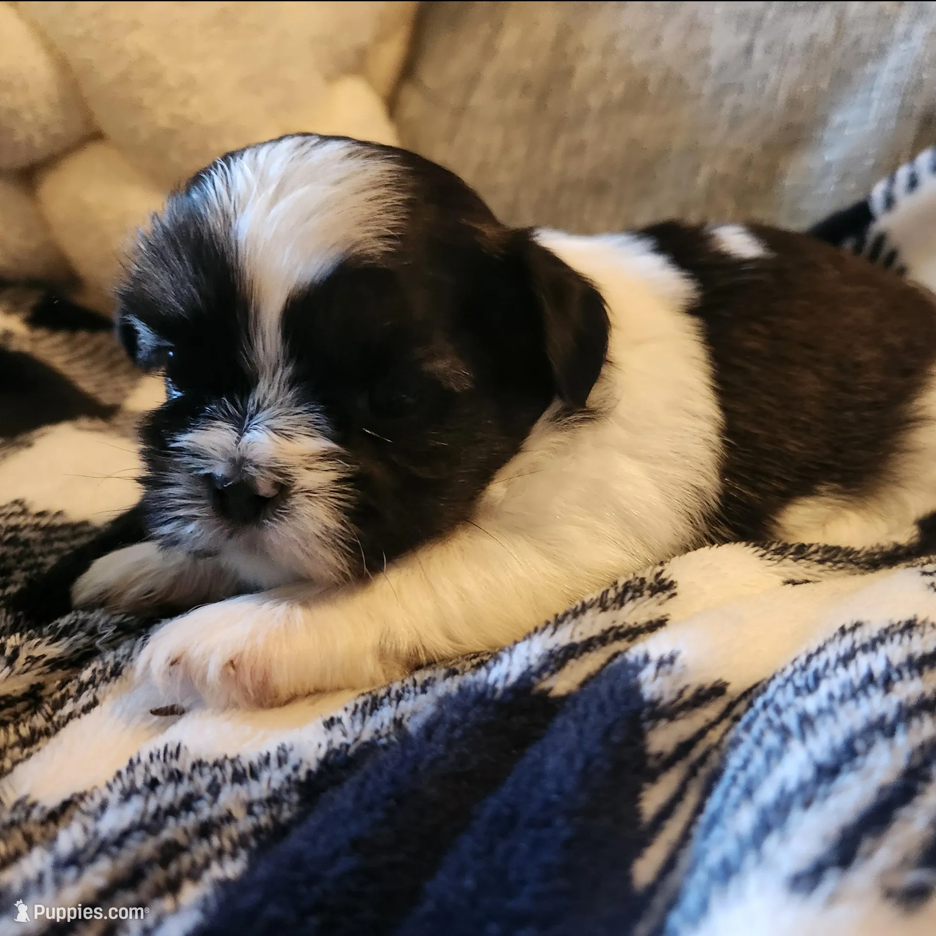 Milo – Shih Tzu puppy for sale in Live Oak, FL