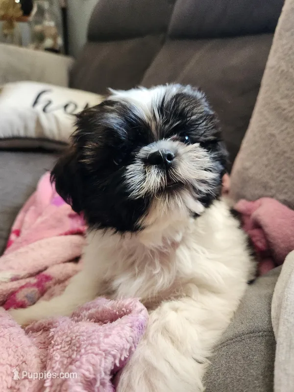 Milo – Shih Tzu puppy for sale in Live Oak, FL