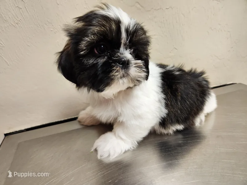 Milo – Shih Tzu puppy for sale in Live Oak, FL