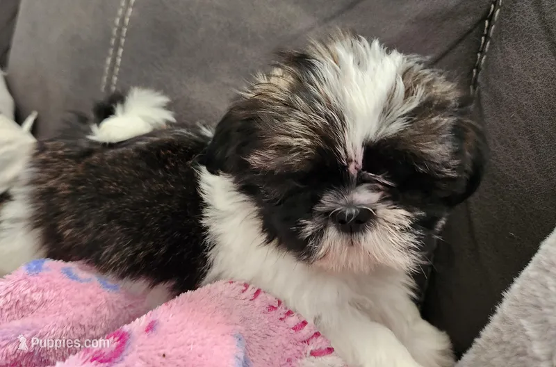 Milo – Shih Tzu puppy for sale in Live Oak, FL