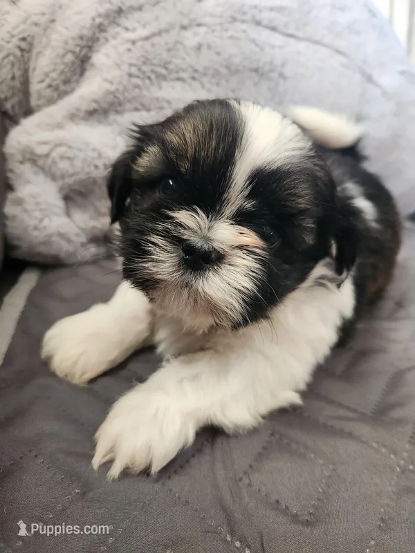 Milo – Shih Tzu puppy for sale in Live Oak, FL