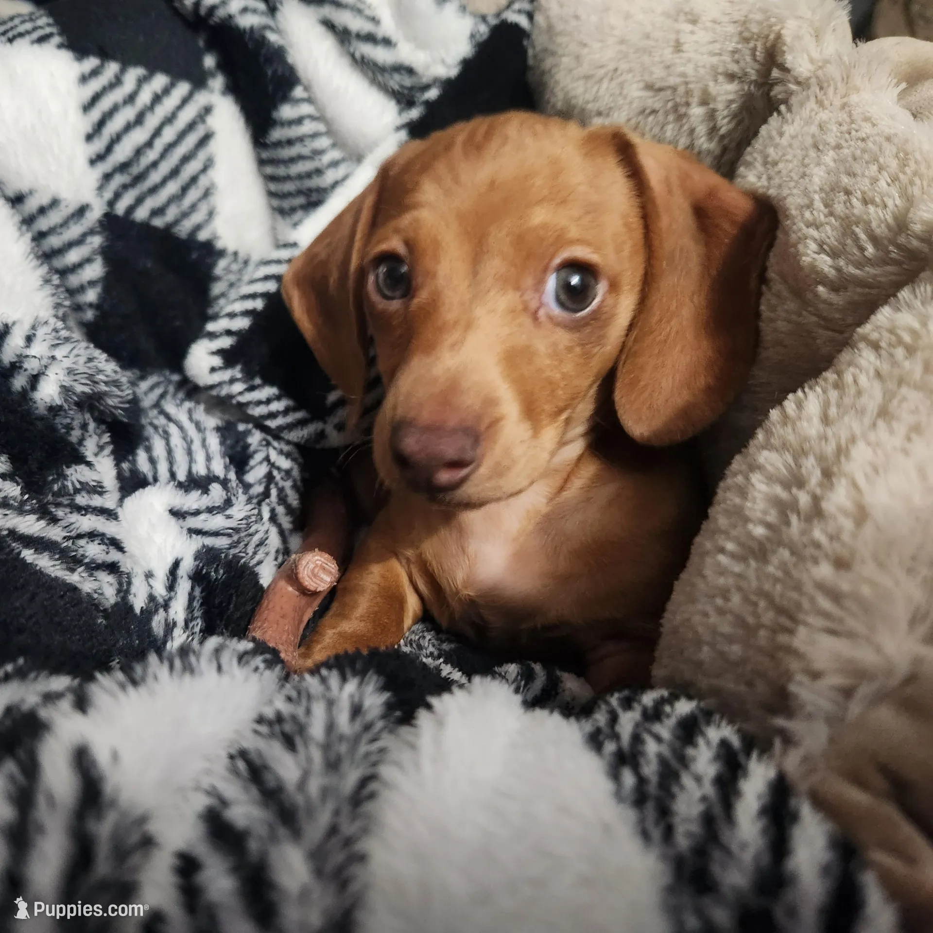 Max – Miniature Dachshund puppy for sale in Live Oak, FL