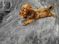 Milo, a male Miniature Dachshund for sale in Live Oak, FL – 2 of 2