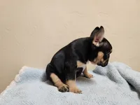 Stella, a female French Bulldog for sale in Live Oak, FL – 2 of 2
