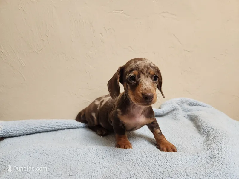 Cookie – Miniature Dachshund puppy for sale in Live Oak, FL