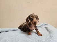 Cookie, a female Miniature Dachshund for sale in Live Oak, FL – 1 of 1
