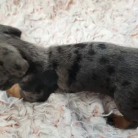 Roxy, a female Miniature Dachshund for sale in Live Oak, FL – Photo 3 of 3