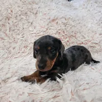 Roxy, a female Miniature Dachshund for sale in Live Oak, FL – Photo 2 of 3