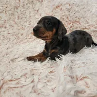 Roxy, a female Miniature Dachshund for sale in Live Oak, FL – Photo 1 of 3