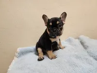 Stella, a female French Bulldog for sale in Live Oak, FL – 1 of 2