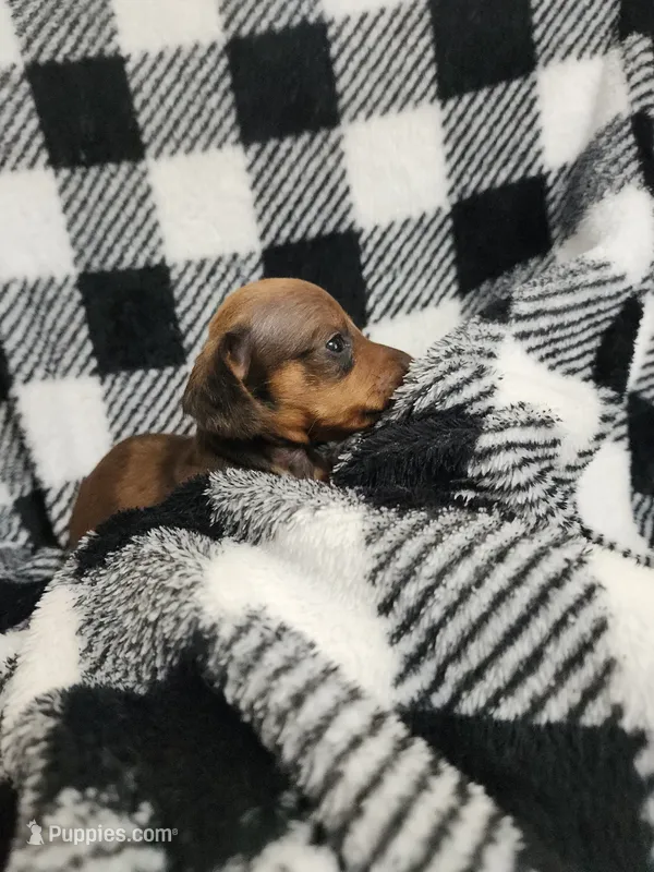 Molly – Miniature Dachshund puppy for sale in Live Oak, FL