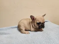 Bruno, a male French Bulldog for sale in Live Oak, FL – 1 of 2