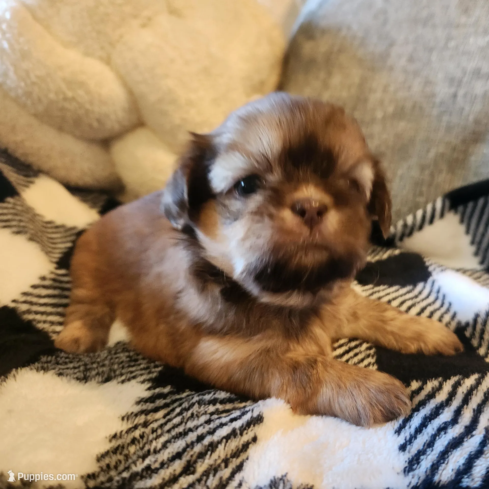 Cookie – Shih Tzu puppy for sale in Live Oak, FL