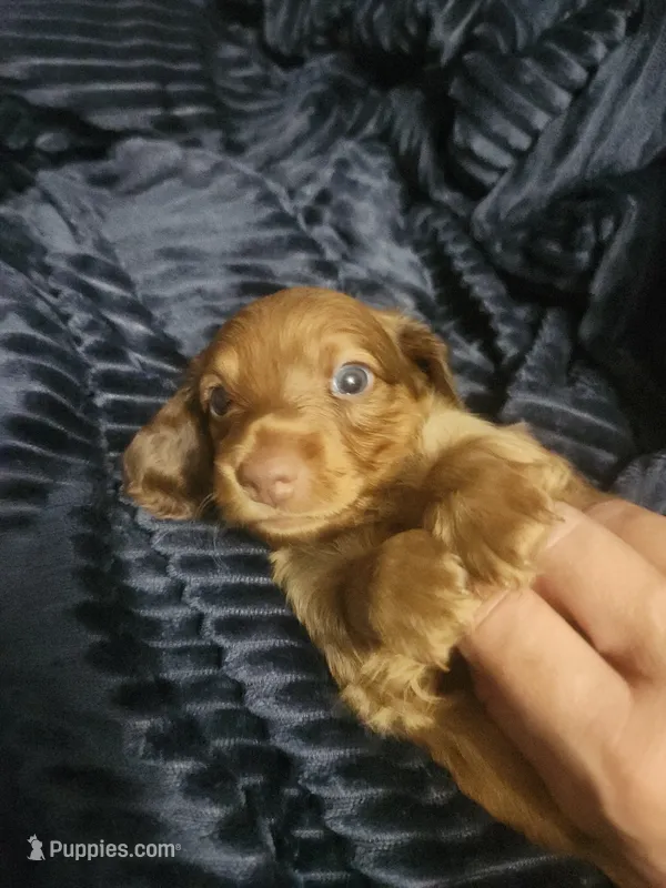 Milo – Miniature Dachshund puppy for sale in Live Oak, FL