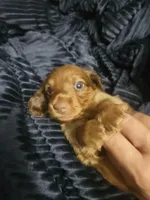 Milo, a male Miniature Dachshund for sale in Live Oak, FL – 1 of 1