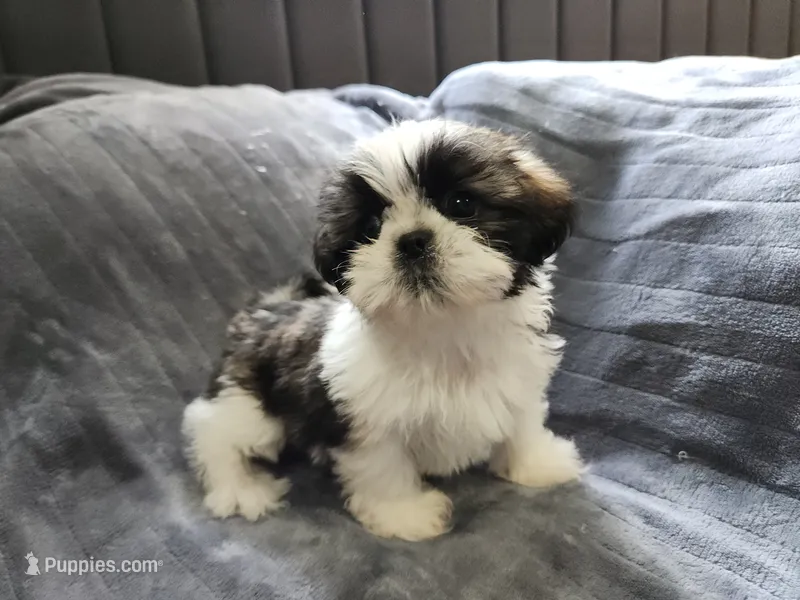Polly – Shih Tzu puppy for sale in Live Oak, FL