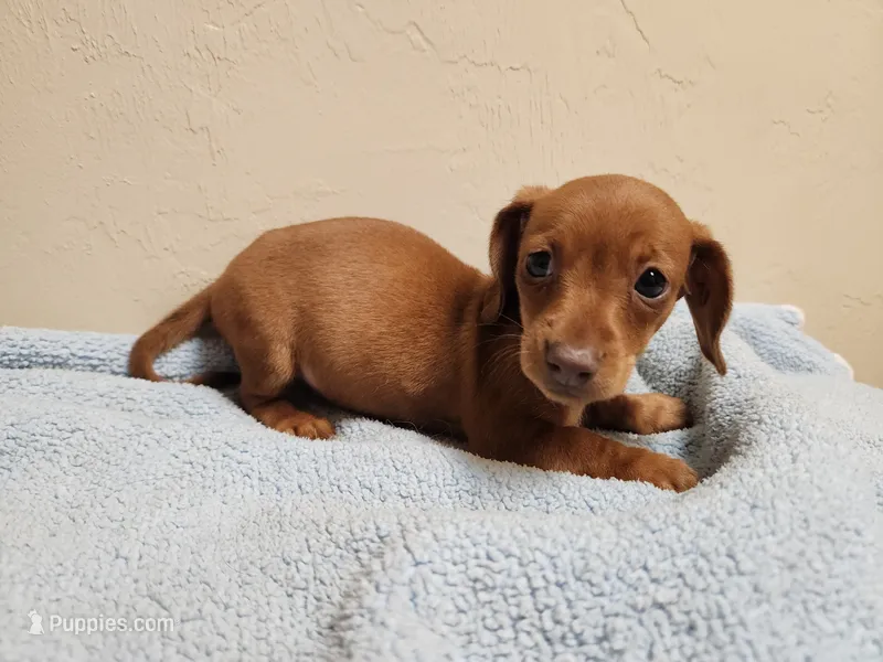 Dolly – Miniature Dachshund puppy for sale in Live Oak, FL