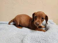 Dolly, a female Miniature Dachshund for sale in Live Oak, FL – 1 of 1
