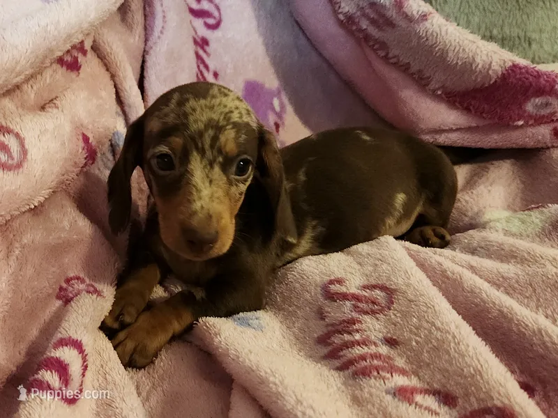 Cookie – Miniature Dachshund puppy for sale in Live Oak, FL