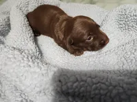Peaches, a female Miniature Dachshund for sale in Live Oak, FL – 1 of 2