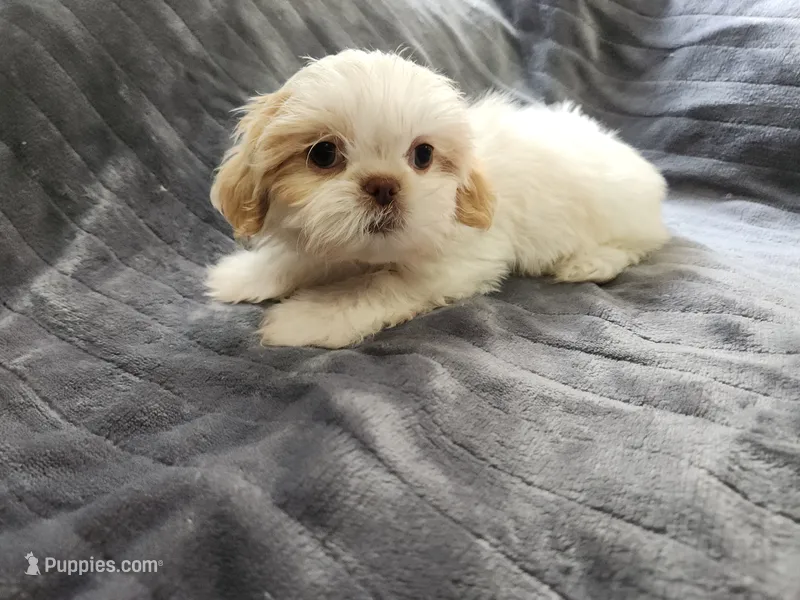 Jade – Shih Tzu puppy for sale in Live Oak, FL