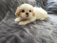 Jade, a female Shih Tzu for sale in Live Oak, FL – 1 of 1